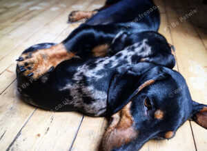 Dachshund puppies