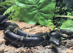 Russian Black Rat Snake at Birmingham Reptiles