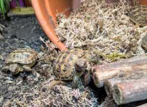 Baby horsfield tortoises + setups