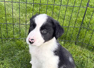 Border collie puppies