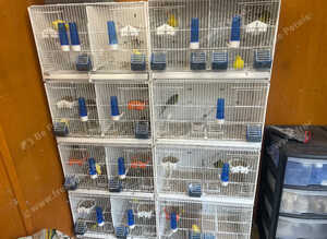 11 pairs of canaries