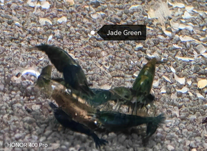 Green Jade and Blue Shrimp &pound;2.50 each