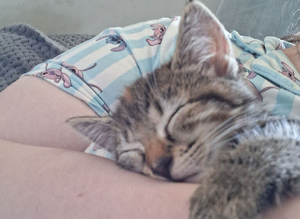 Tabby kitten