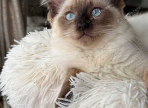 Ragdoll Kitten, Ready for a new home