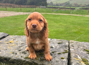 Red Boy Cocker Left