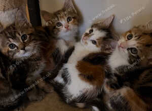 4 beautiful boys looking for their forever home