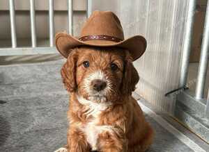 Cockapoo puppies for sale