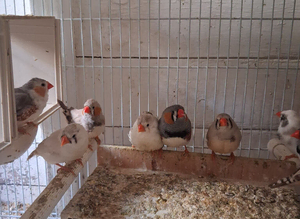 Finches
