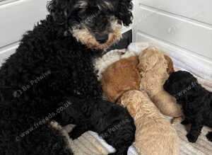 Cavapoo Puppies from health tested parents
