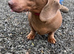Dachshund boy