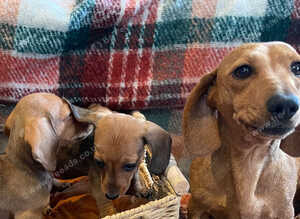 Dachshund puppies