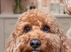 Cavapoo for stud
