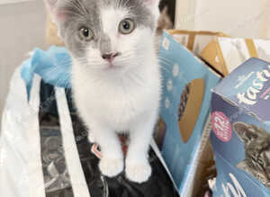 Maine coon mix Mum Mum's calico dad's a Maine coon