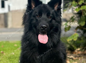 Black german shepherd stud