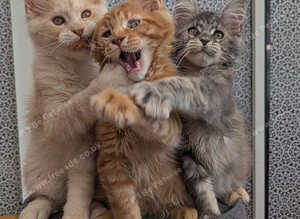 Maine coon boys and girl, Tica registered