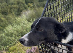 Failed sheepdog looking for quiet/ active  pet home
