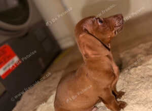 Beautiful Dachshund x Miniature Jack Russell Puppies