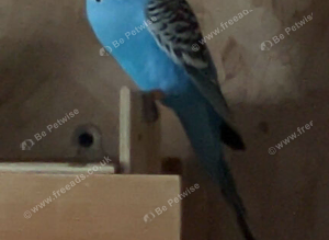 3 male budgies