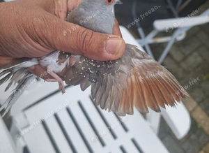 Pair of diamond dove