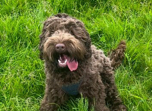 chocolate merle cockapoo