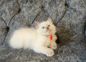 Ragdolls ready tuesday