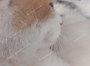 female cat