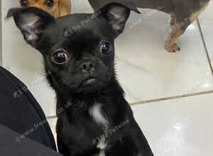Black chug female 22 months old neutered for sale