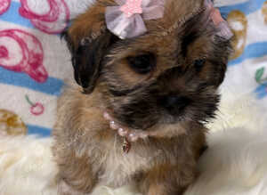 ADORABLE SHORKIE PUPPIES
