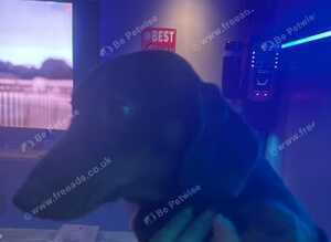 Dachshund for rehoming due to no fault of her own