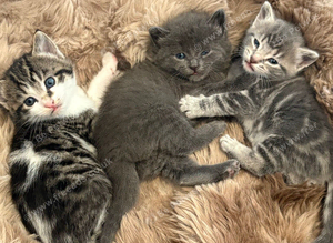 fluffly kittens for sale