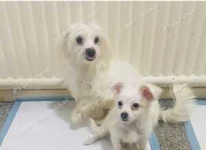 Adorable Tiny Maltese Female Puppy Available Sept