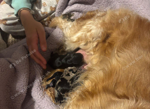 3 cockapoo puppies