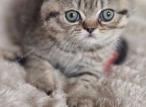 4 beautiful exotic x kittens