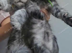 TICA Registered Maine Coon Kittens.