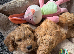 cockapoo boy Alfie