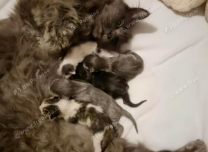 Half mainecoon kittens
