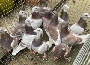 Bricoux pigeons