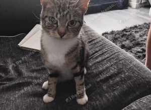 Cat for sale