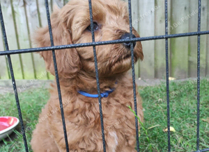 Beautiful Cavapoochon Boy