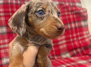 MINIATURE DACHSHUND PUPPIES