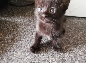 Kittens