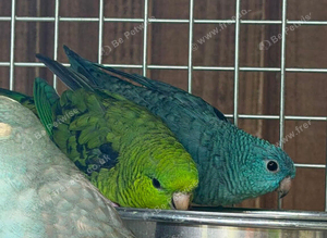 Lineolated parakeet