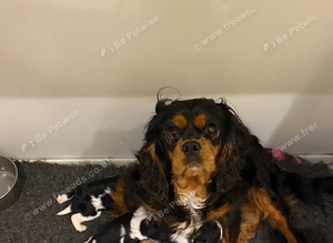 Kc dna clear cavalier puppies ready now