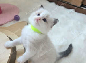 Premium quality GCCF Registered Pedigree Ragdoll