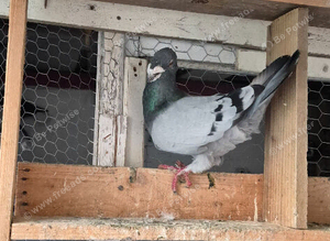 This birds for sale