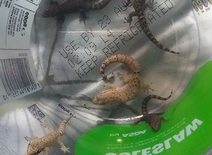 Mourning Geckos
