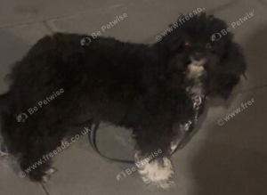 Rehome Brownie