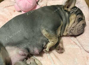 French bulldog