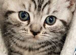 Beautiful GCCF silver and black tabbies.