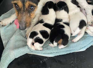 Beautiful jack russells